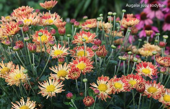 Chrizantema (Chrysanthemum) nr.0